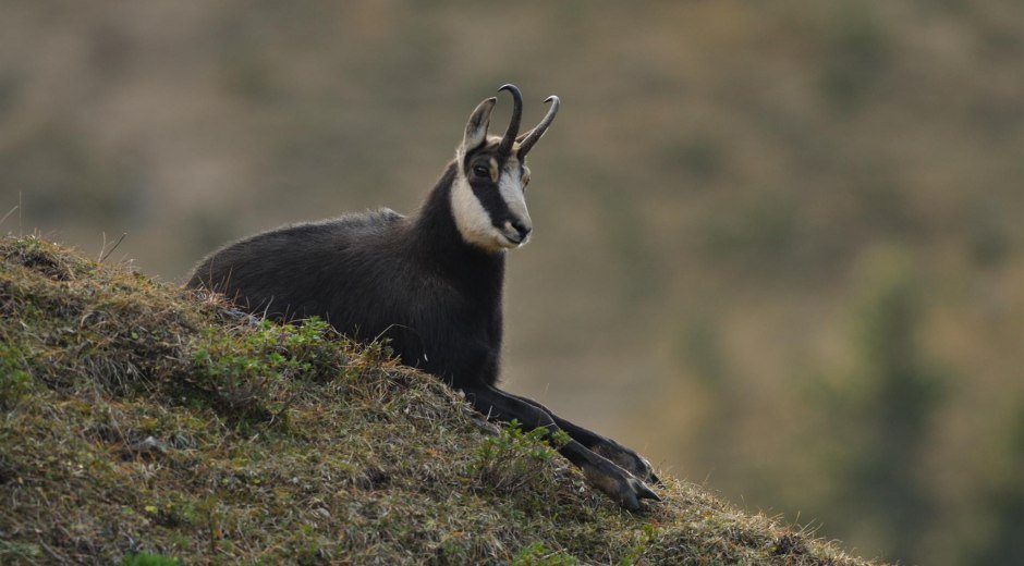 Gamsbeobachtung © Zentrum Naturerlebnis Alpin, H. Werth