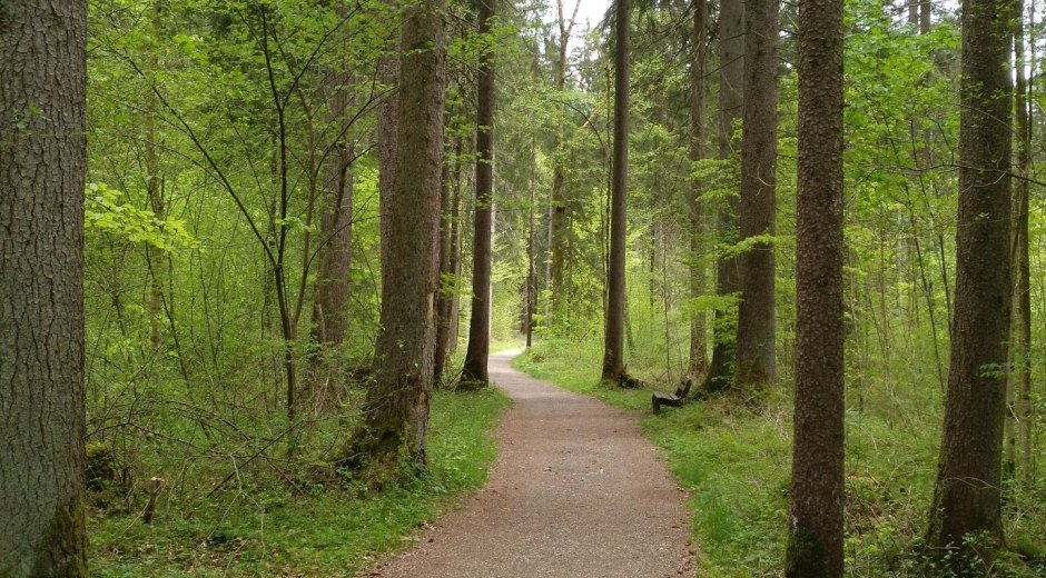 Auf dem Weg durch den Weidachwald bei Fischen im Allgäu © Tourismus Hörnerdörfer, W. Burger