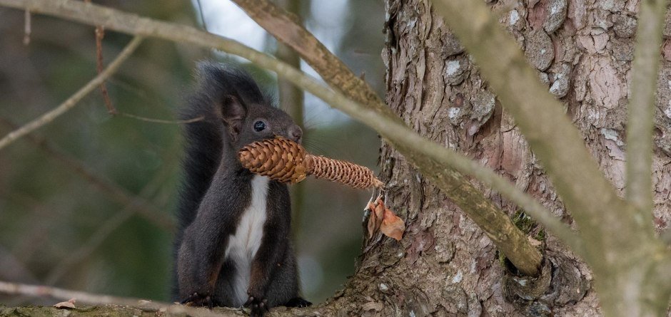 Eichhörnchen © Rolf Eberhardt
