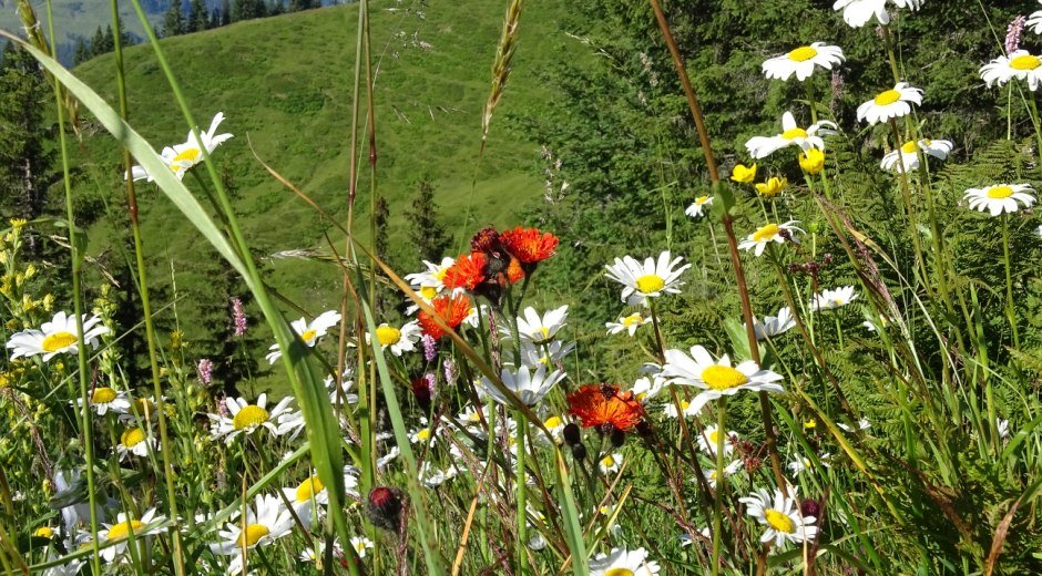 Blumenpracht © Naturpark Nagelfluhkette