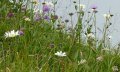 Hübsche Blumenwiese am Hochgrat im Oberallgäu im Allgäu