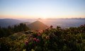 Die Alpenrosenblüte am Rangiswanger Horn in den Allgäuer Hörnerdörfern ist immer ein besonderes Erlebnis © Tourismus Hörnerdörfer, F. Kjer