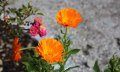 Kräutergarten in Balderschwang im Allgäu © Tourismus Hörnerdörfer