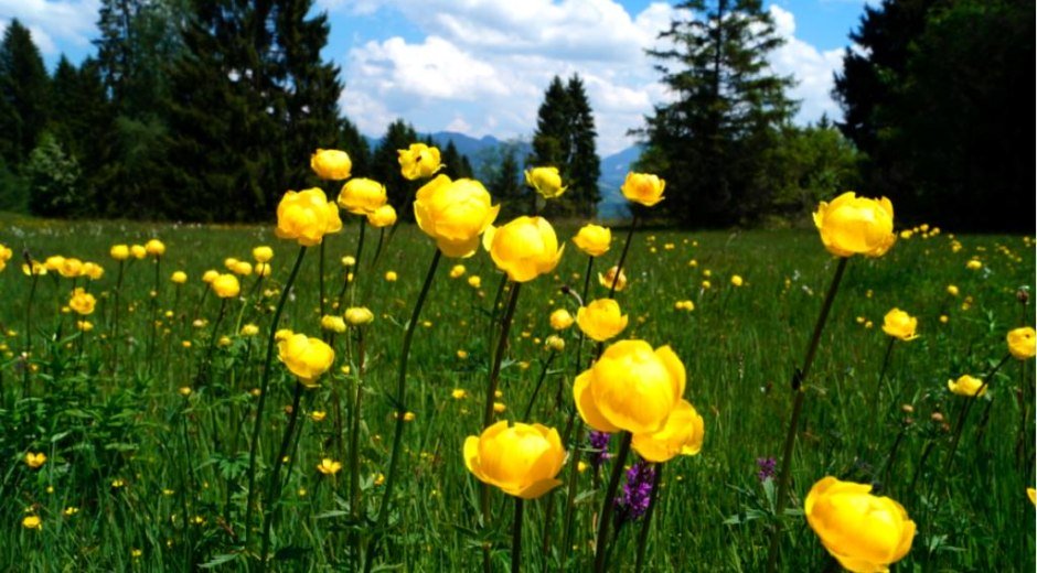 Herrliche Bergwiesen - die Trollblume steht unter Naturschutz