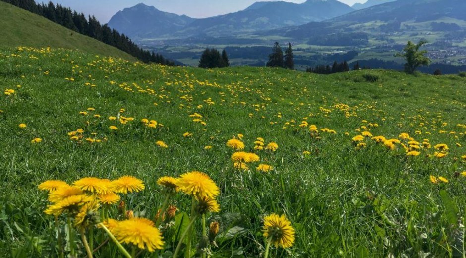 Löwenzahn © Tourismus Hörnerdörfer, S. Salzberger