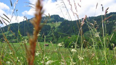Kräuterspaziergang in Bolsterlang im Allgäu © Tourismus Hörnerdörfer, Gästeinformation Bolsterlang