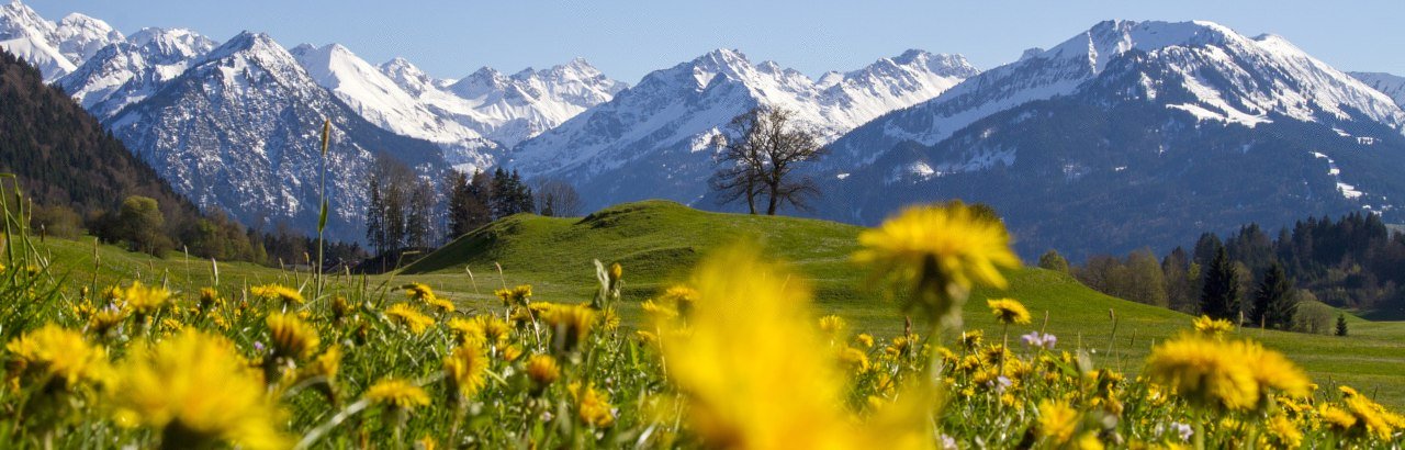 Blick auf die noch mit Schnee bedeckten Alpenkette über eine Löwenzahnwiese im oberallgäuer Frühling © Dominic Ultes