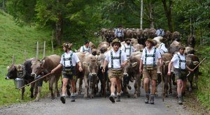 Almabtrieb durch das Steigbachtal © Thomas Gretler
