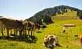 Fahnengehren Alpe mit Sigiswanger Horn