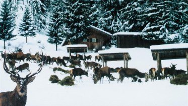 Wildfütterung im Alpenwildpark © Alpenwildpark