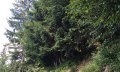 Schmaler Pfad durch den Wald Richtung Berghaus Schwaben