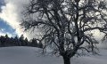 Verschneite Winterlandschaft in Bolsterlang © Tourismus Hörnerdörfer, S. Salzberger