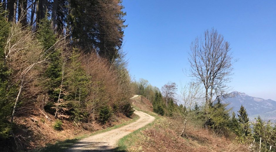 Forstweg zur Buchloer Hütte © Tourismus Hörnerdörfer, L. Renn
