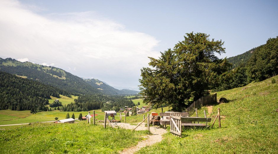 Alte Eibe in Balderschwang © Tourismus Hörnerdörfer GmbH