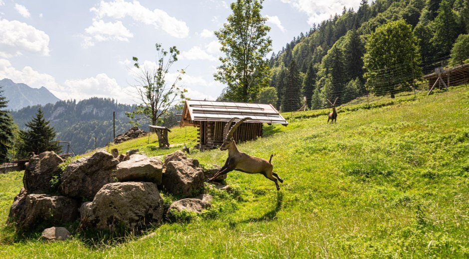 Alpenwildpark - Obermaiselstein im Allgäu © Tourismus Hörnerdörfer GmbH