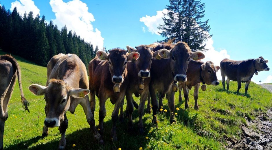 Neugierige Kühe am Ofterschwanger Horn © Tourismus Hörnerdörfer, M. Redecker