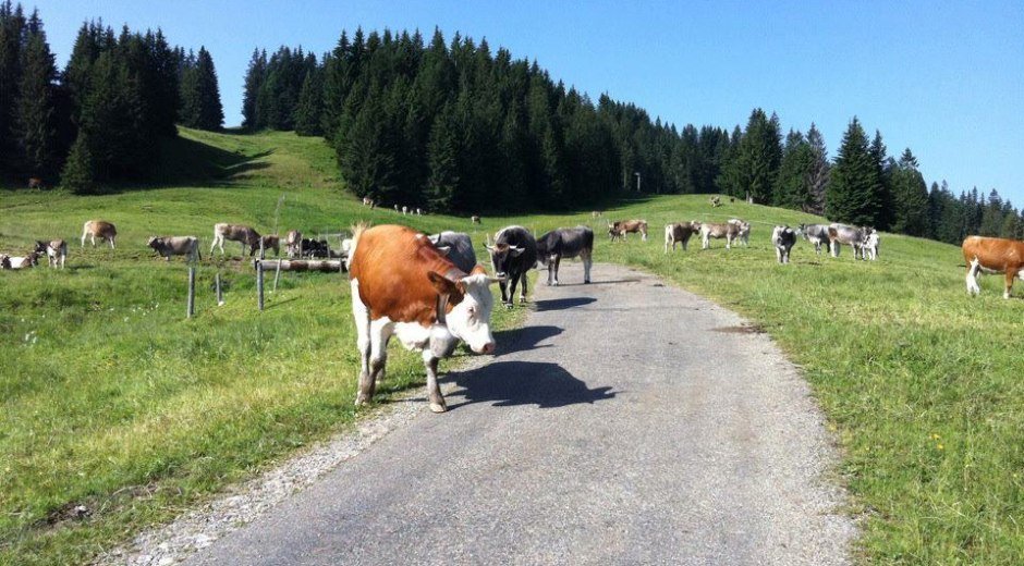 Braunvieh am Rundweg ums Ofterschwanger Horn © Tourismus Hörnerdörfer, MA