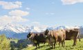 Bergbauern-Sennerei Hüttenberg - Allgäuer Mädels © Bergbauern-Sennerei Hüttenberg