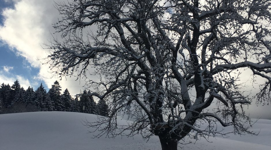 Verschneite Winterlandschaft in Bolsterlang © Tourismus Hörnerdörfer, S. Salzberger