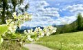 Frühlingsblüte am Hochwiesweg © Tourismus Hörnerdörfer GmbH