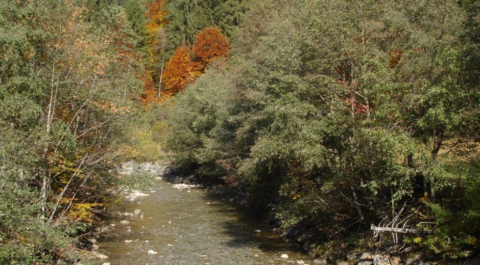 Bolgenach im Herbst