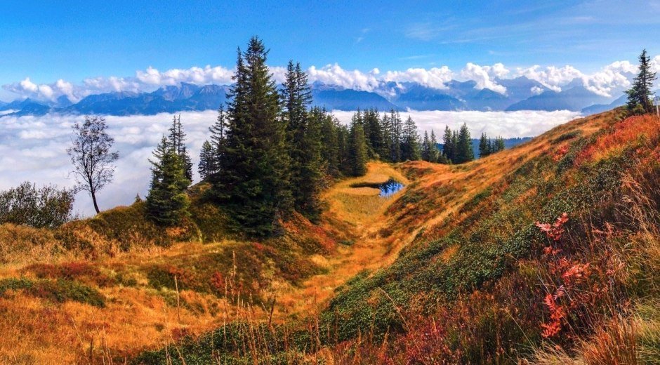 Herbstliche Moorlandschaft am Wannenkopf © Tourismus Hörnerdörfer, R. Schöllhorn