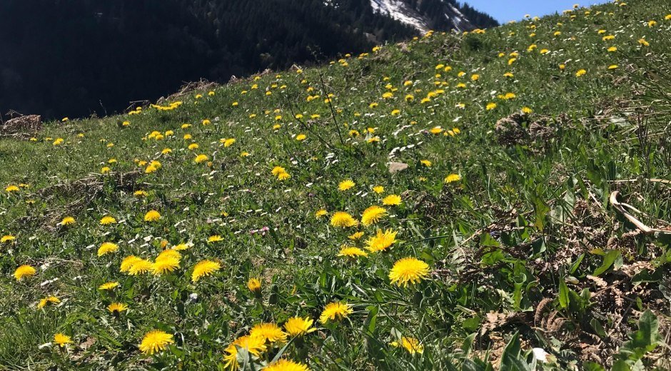 Blick auf den Wannenkopf mit Löwenzahnwiese im Vordergrund