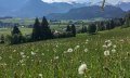 Felder voller Pusteblumen © Tourismus Hörnerdörfer GmbH