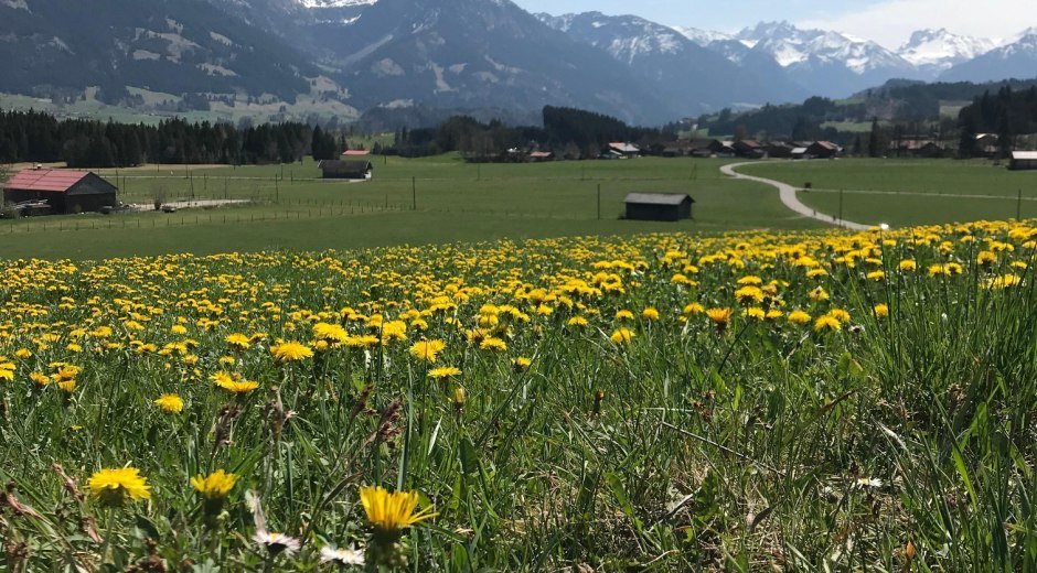 Löwenzahnfrühling im Allgäu © Tourismus Hörnerdörfer