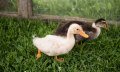 Babyenten auf der Alpe Osterberg © Tourismus Hörnerdörfer, F. Kjer