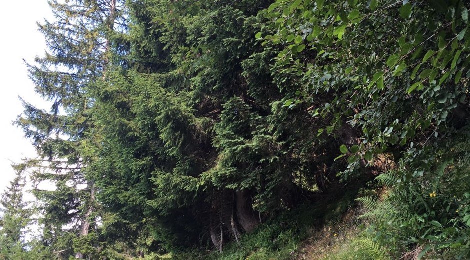 Schmaler Pfad durch den Wald Richtung Berghaus Schwaben