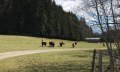 Tiere am Wegesrand © Tourismus Hörnerdörfer, L. Renn