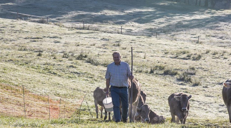Rinder auf dem Almhof Lässer in Balderschwang © Almhof Lässer