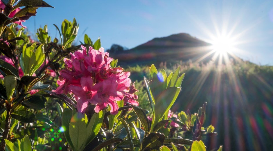 Alpenrose © Tourismus Hoernerdoerfer GmbH_@Kappest