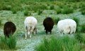 Schafe im Tiefenberger Moos bei Ofterschwang © Tourismus Hörnerdörfer, MA