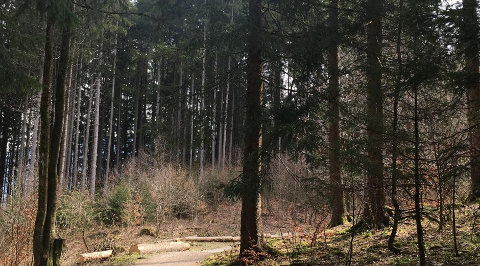 Waldweg