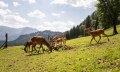 Alpenwildpark, Hirsche - Obermaiselstein im Allgäu © Tourismus Hörnerdörfer GmbH