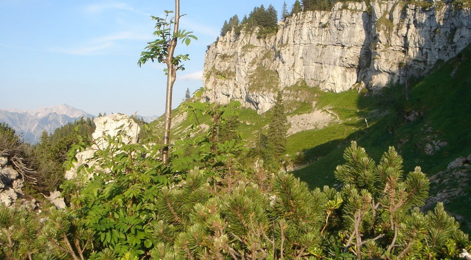 Der zertifizierte Prämiumwanderweg "Königsweg" führt zum Besler bei Obermaiselstein im Allgäu © Tourismus Hörnerdörfer, H. Besler
