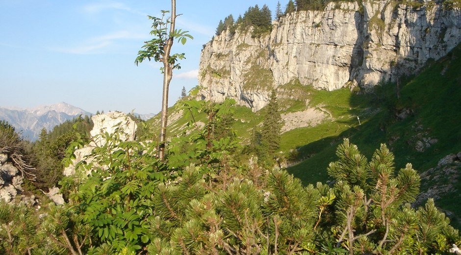 Der zertifizierte Prämiumwanderweg "Königsweg" führt zum Besler bei Obermaiselstein im Allgäu © Tourismus Hörnerdörfer, H. Besler
