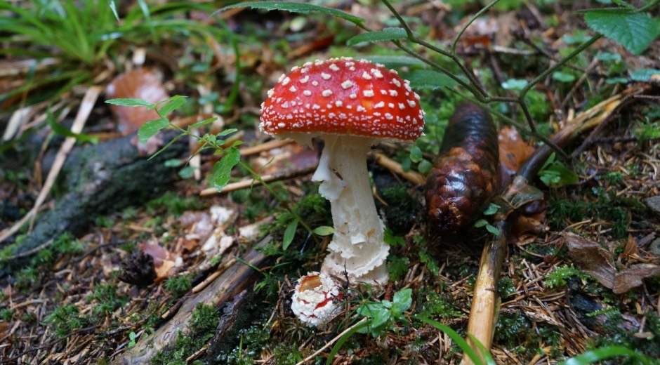 Fliegenpilz im Tiefenberger Moos