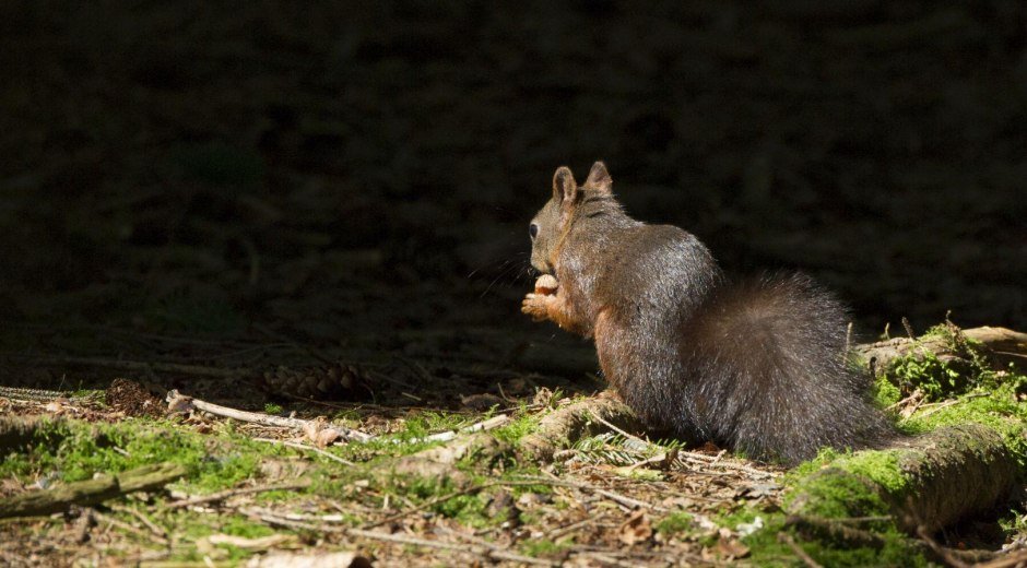 Die "Frechhörnchen" im Weidachwald in Fischen © Tourismus Hörnerdörfer, K.P. Kappest