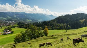 Landschaftsaufnahme mit mehreren Kühen © Dominik Luschtenetz im Auftrag AGT