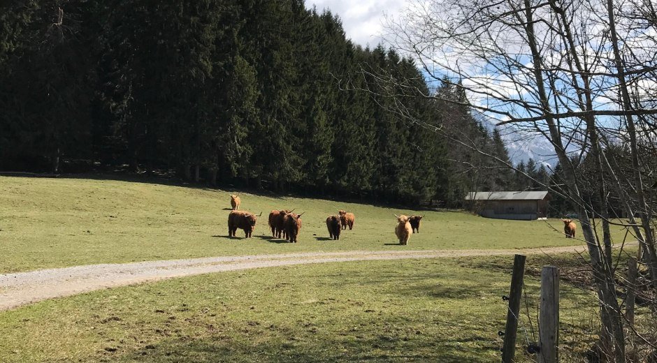 Tiere am Wegesrand © Tourismus Hörnerdörfer, L. Renn