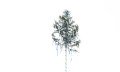 Maibaum Wipfel © Aline