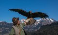 Alpenwildpark in Obermaiselstein - Steinadler © Alpenwildpark
