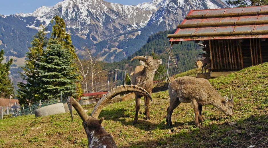 Alpenwildpark in Obermaiselstein - Steinböcke © Alpenwildpark