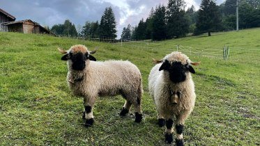 Wally, Anna und Luisa freuen sich auf euren Besuch © Tourismus Hörnerdörfer - C. Rekeny