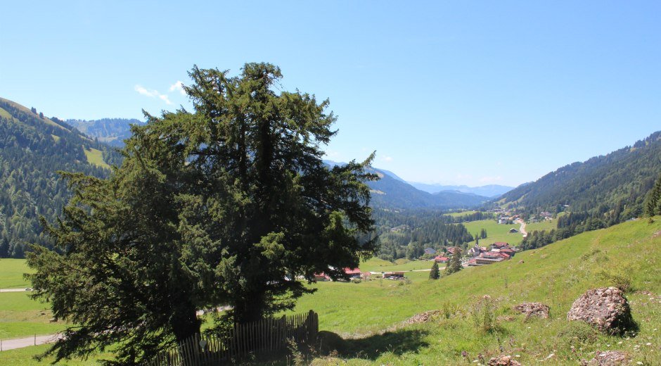 Alte Eibe in Balderschwang © Tourismus Hörnerdörfer GmbH