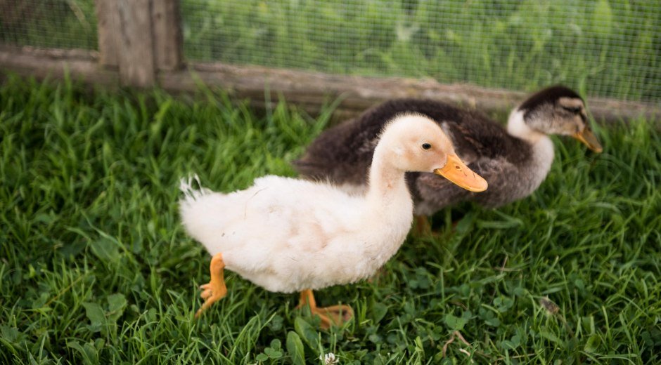 Babyenten auf der Alpe Osterberg © Tourismus Hörnerdörfer, F. Kjer