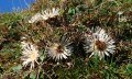 Silberdistel